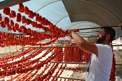 600 ton sebzeyle 200 aileye ekmek kapısı oluyor 