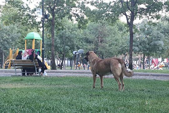 Diyarbakır'da başıboş köpekler yayaların ve sürücülerin kâbusu oldu