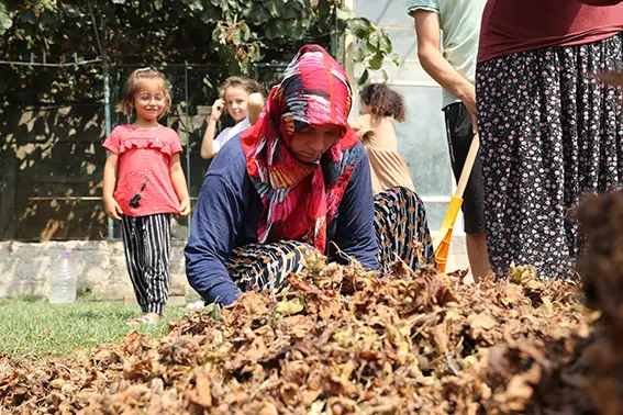 Fındık mesaisi