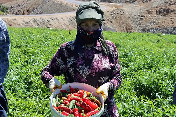 Kilis'te tersine göç başlatan kırmızı biberde hasat ve kurutma mesaisi