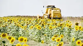 Kuraklığa dayanıklı tohum, ayçiçeği verimini artırdı