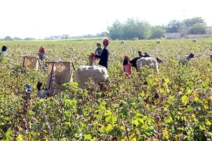 Pamuk hasadı başladı