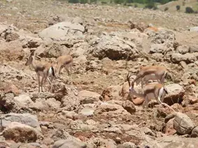 Cudi dağının ceylanları!