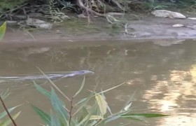 Nesli yok olma tehdidi altında olan Su Samuru Diyarbakır'da görüldü 