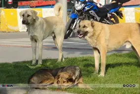 Başıboş sokak köpekleri 33 kişiyi öldürdü!