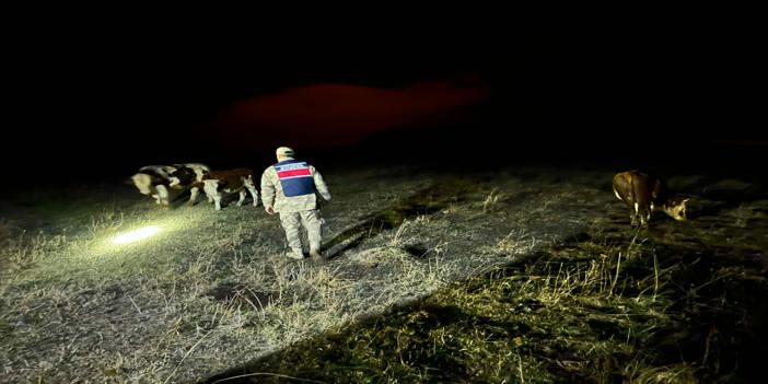 Ardahan'da büyükbaş hayvan hırsızlığı girişimi, dron ile önlendi