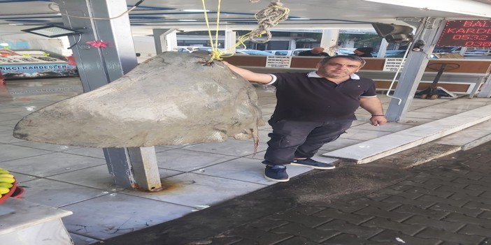 Muğla'da balıkçıların ağına 120 kilogramlık vatoz takıldı