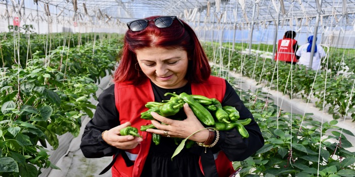 Topraksız tarımla yetiştirilen sebzelerin hasat zamanı     