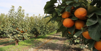 Denizli'den kurutulmuş cennet hurması ihracatı artışta