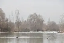 Dicle nehri zehir akıyor!