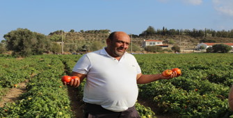 Muğla Datça'da güz domatesi hasadına başlandı