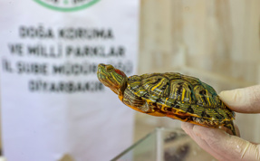 Dicle Nehrinde istilacı kaplumbağalar 