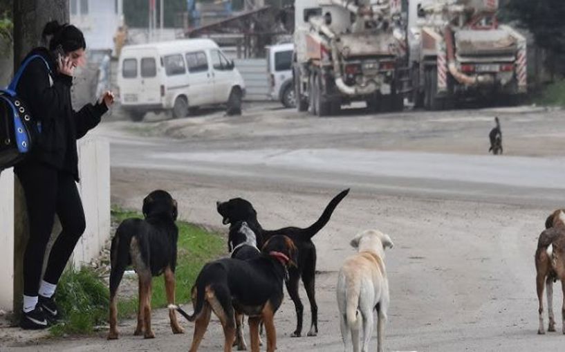 (Video) Başıboş köpekler için düzenleme geliyor