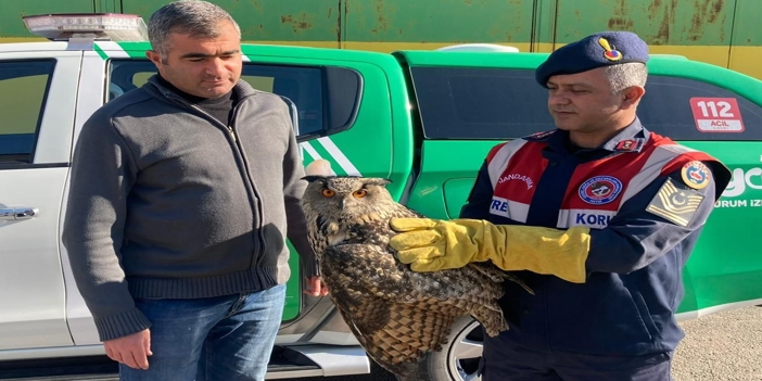 Malatya'da yaralı bulunan kulaklı orman baykuşu tedavi altına alındı