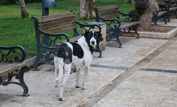 Halk sokak köpeklerinden rahatsız: Sokakta yürüyemiyoruz