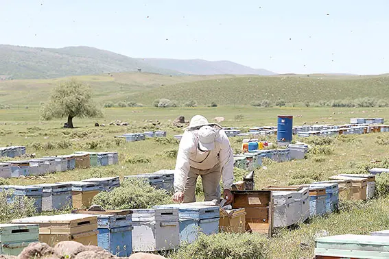 Deprem bölgesindeki arıcılara destek