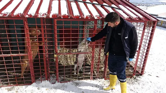 Emir’in katili köpek barınakta