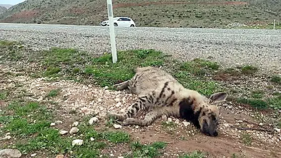 Çizgili sırtlan ölü bulundu!