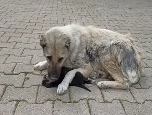 Anne köpek, ölen yavrusunun başından ayrılmıyor