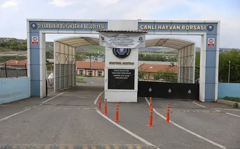 (Video) Hayvan borsası yeniden açıldı