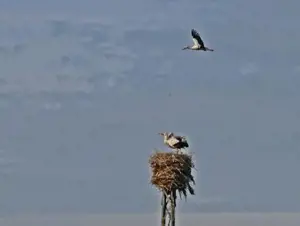 5 bin kilometre kanat çırpan leylekleri kuraklık karşılıyor