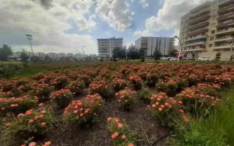 Bağlar Belediyesi'nin gül bahçesi