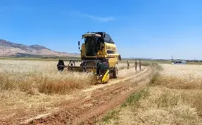 Mardin’de sezonun ilk arpa hasadı yapıldı, çiftçiye altın hediye edildi