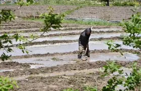 Ata tohumundan pirinç üretiliyor