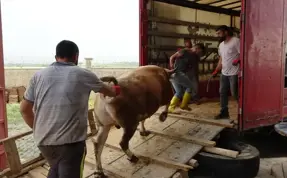 (Video) Batı illerine kurbanlık sevkiyatı