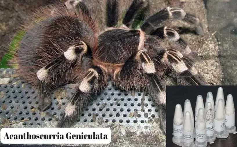 Posta kargosunda 76 tarantula ele geçirildi