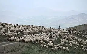 Yayla göçü!