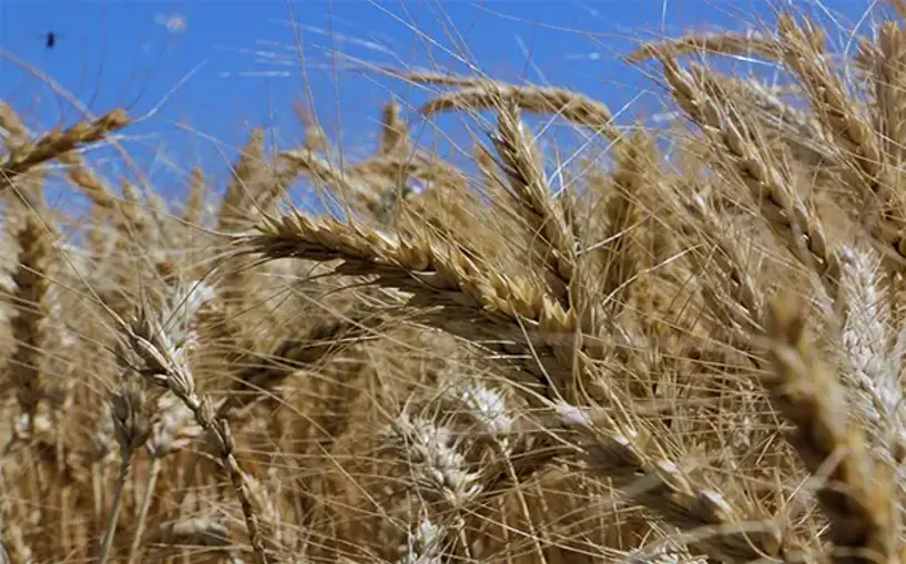 Buğday hasadında Diyarbakır rekoru