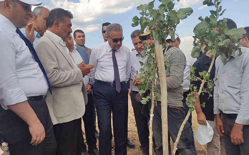 (Video) Diyarbakır'da fıstık aşılanması 