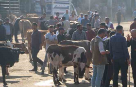 Diyarbakır'da kurban kesimi için uyarı! Kurbanlıkları işin ehline kestirin