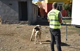 Yine köpek saldırısı