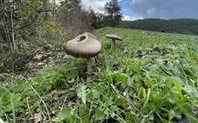 Kastamonu'da mantar zehirlenmesi