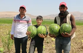 Dünyanın en meşhur karpuzu Diyarbakır karpuzu pazara giriyor