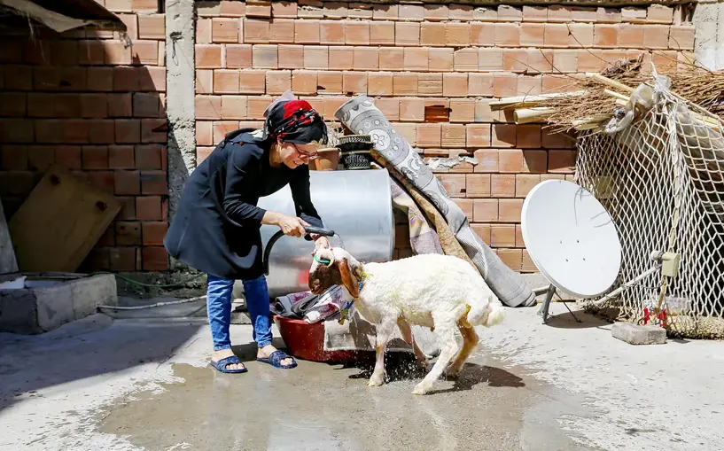 Çocuklarının depremin travmasını atlatması için aldıkları kuzu evin yeni üyesi oldu