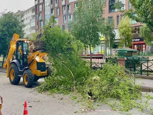 Eskişehir'de kuvvetli rüzgar ağacı devirdi