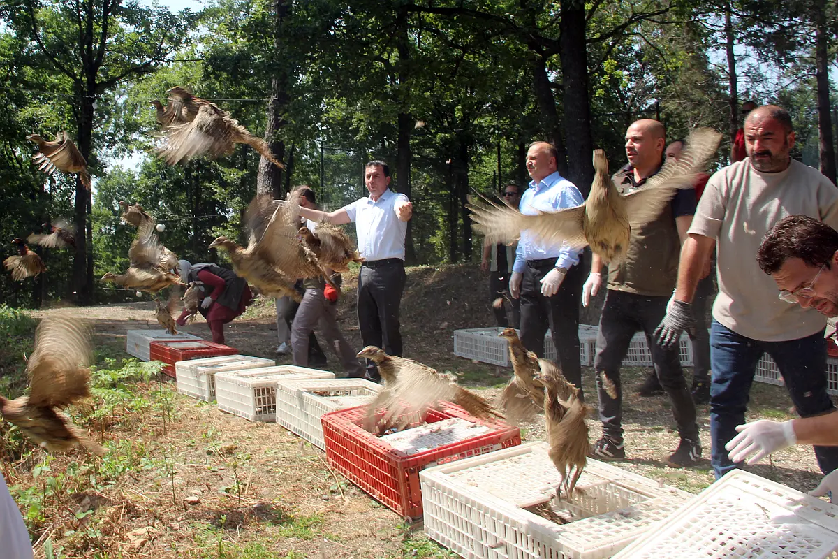 Ordu'da bin sülün doğaya salındı