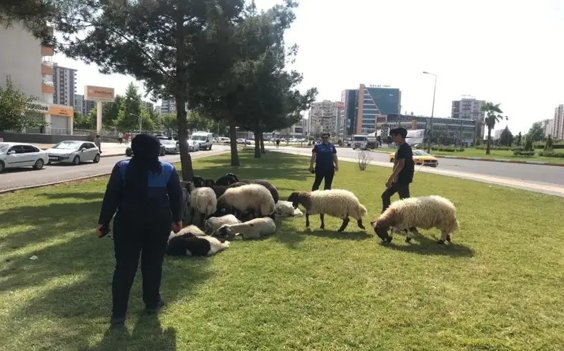 Zabıta iş başında