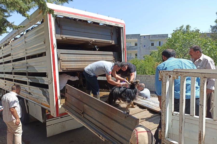 Adıyaman'da depremzede yetiştiricilerin telef olan hayvanlarının yerine bedelsiz hayvan dağıtılıyor