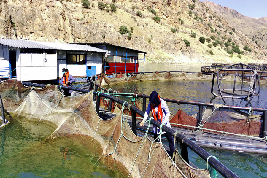 Elazığ'da alabalık üreten kadınlar ekmeğini Fırat Nehri'nden kazanıyor