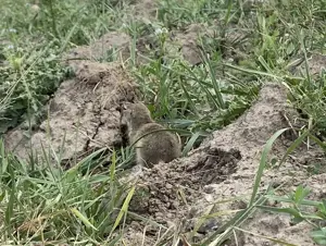 Erzurum'da koruma altına alınan Anadolu yer sincabı, doğaya bırakıldı