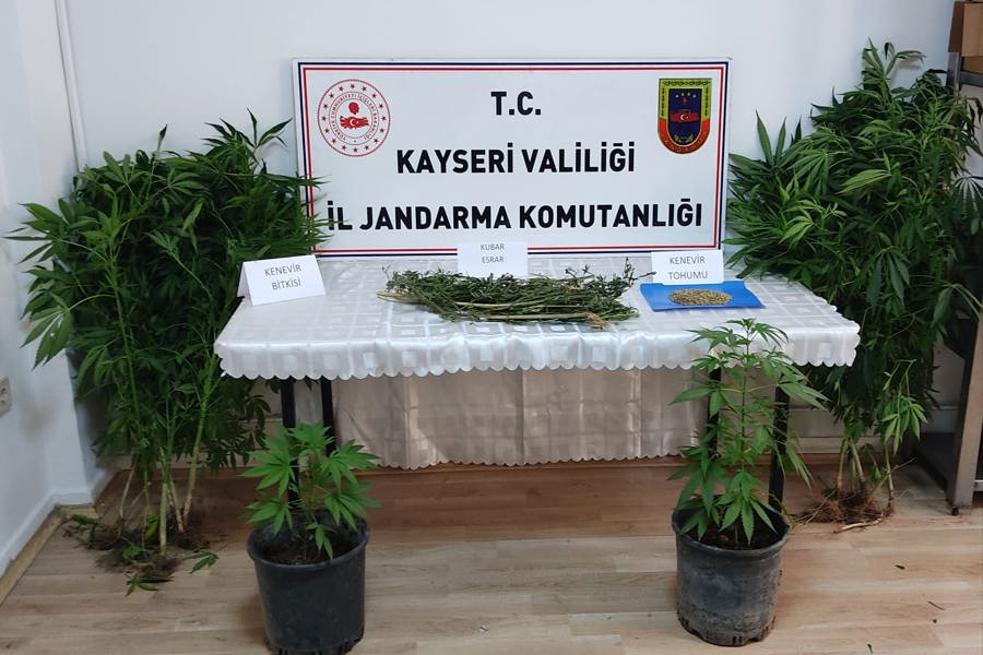 Kayseri'de evinde kenevir yetiştiren şüpheli yakalandı