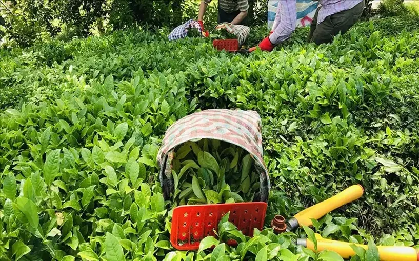 ÇAYKUR ikinci sürgün yaş çay alımlarına başladı