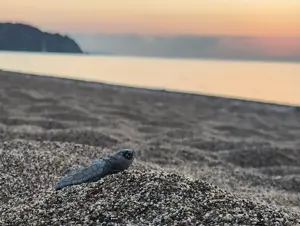 Antalya'da caretta caretta yavruları denizle buluştu