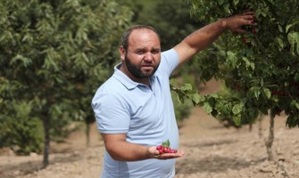 Kızılcıkta hasat zamanı