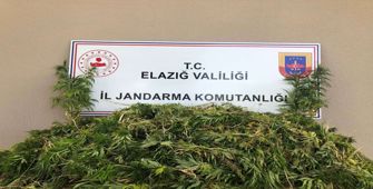 Elazığ'da 2 bin 208 kök Hint keneviri ele geçirildi