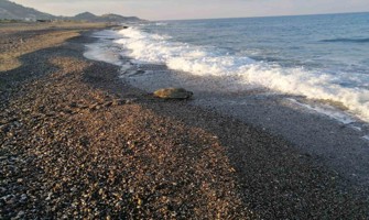 Caretta caretta yuvası üzerinde yapılan mangal cezasız kalmadı